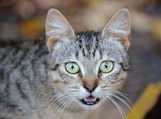 猫，动物，宠物，猫的，家养，肖像