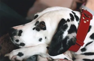 斑点狗，狗，肖像，宠物，家养，犬，头