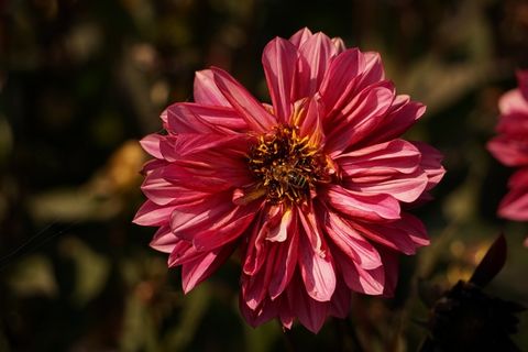 蜜蜂，黄蜂，开花，昆虫，关闭