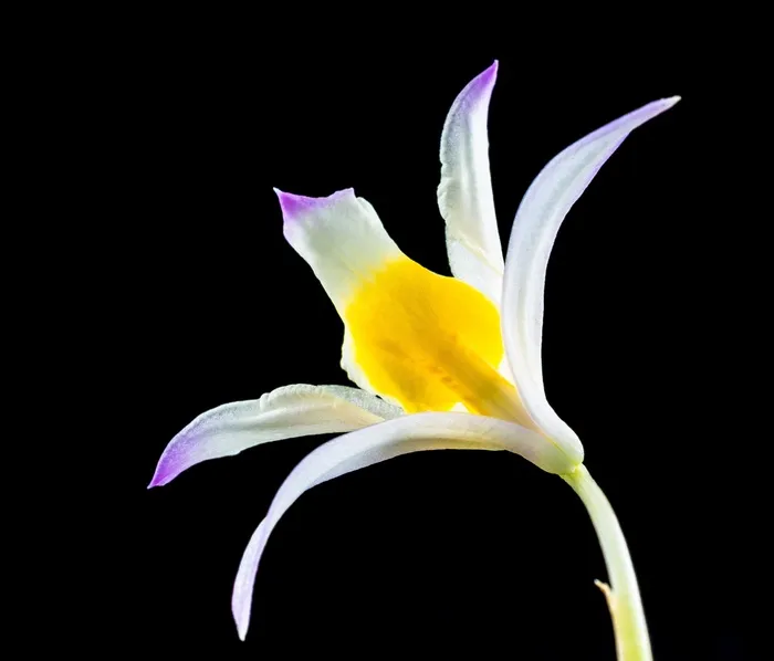 野生兰花，兰花，花，开花，盛开