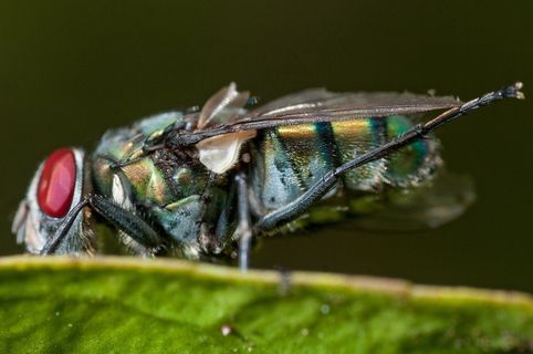 飞，伸展腿，宏，细节，昆虫，翼