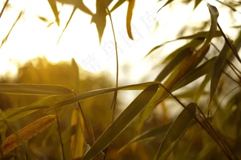 植物,绿色,叶子,竹,宏,特写,草 植物,绿色,叶子,竹,宏,特写,草