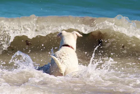 狗，海，海滩，波，冲浪