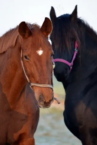 马，动物，自然，骑，哺乳动物，冬天