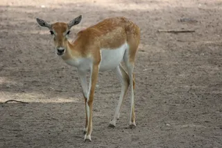 鹿，动物园，野生动物，野生，森林，自然，动物