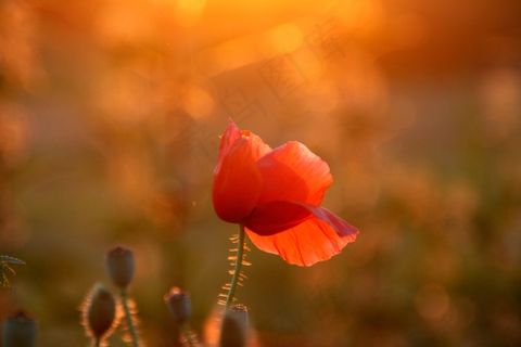 罂粟，红色，日落，太阳，营地，花