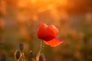 罂粟，红色，日落，太阳，营地，花