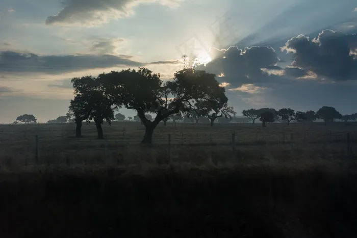 天空,树,三春老树,风景,阴云密布,景观树早晨太阳