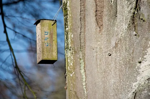 鸟舍，树，日志，孵化场，巢，品种，筑巢的地方