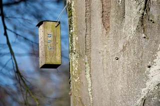 鸟舍，树，日志，孵化场，巢，品种，筑巢的地方