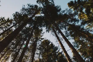 树木，观点，森林，树林，叶子，自然