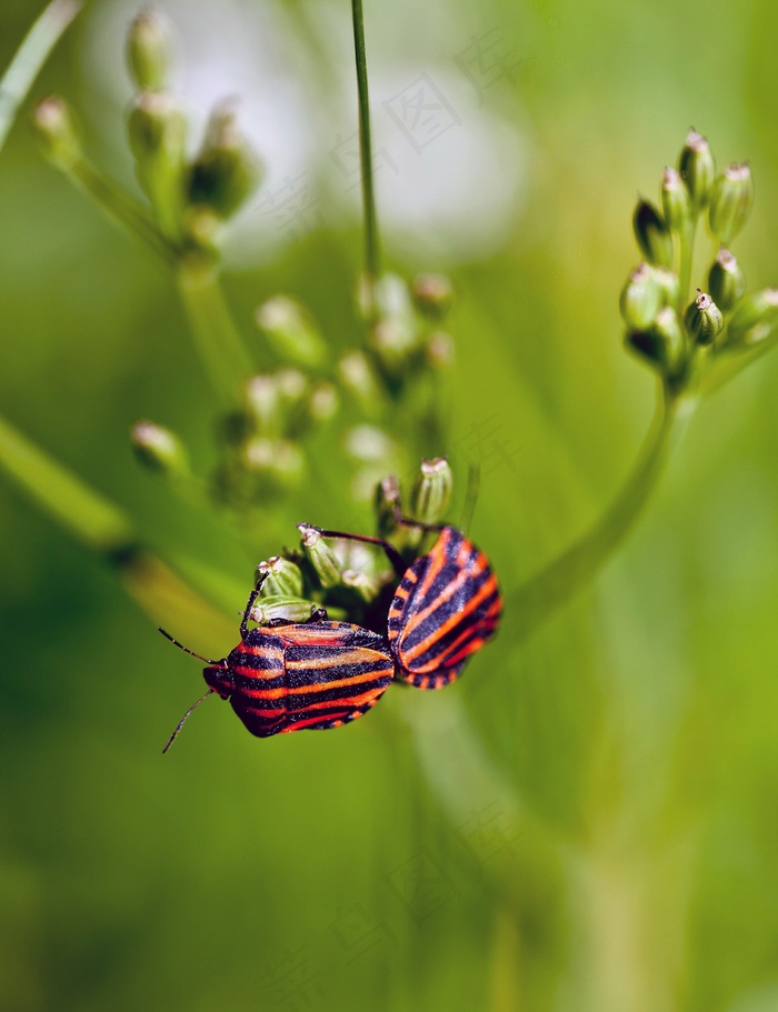 昆虫，Graphosoma，Baldaszówka，草地，夏天，宏