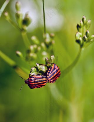 昆虫，Graphosoma，Baldaszówka，草地，夏天，宏