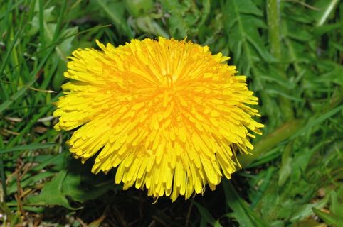 开花，蒲公英，黄色，春天