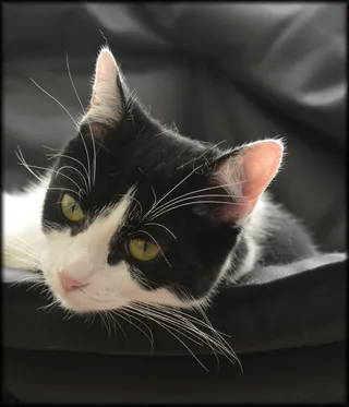 猫，特写，宠物，动物，家养，哺乳动物，年轻