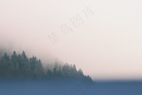 树木，雾，天空，自然，景观，森林，雾，光