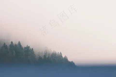 树木,雾,天空,自然,景观,森林,雾,光 树木,雾,天空,自然,景观,森林,雾,光