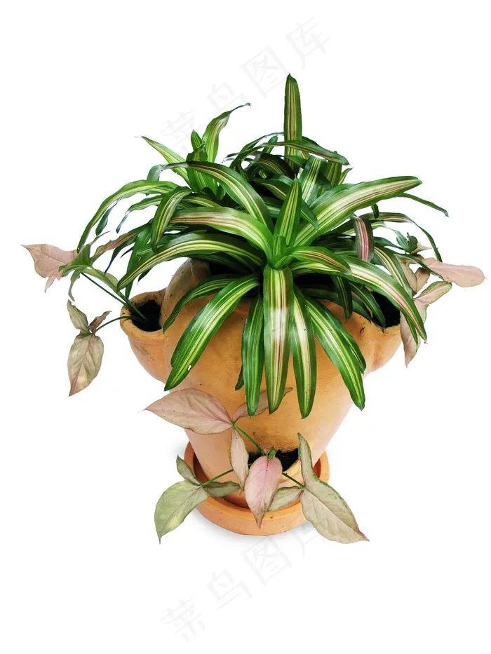 凤梨科，Syngonium，盆景，观赏植物
