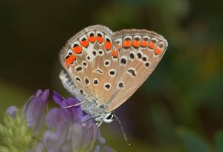 蝴蝶，Polyommatus，伊卡洛斯，昆虫，花