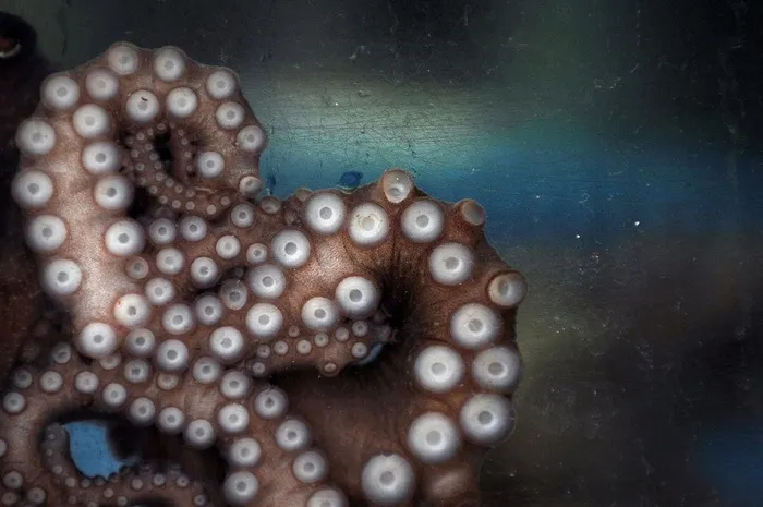 摄影师在2010年陆军数码摄影大赛110311中开拓了视野