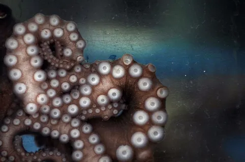 摄影师在2010年陆军数码摄影大赛110311中开拓了视野