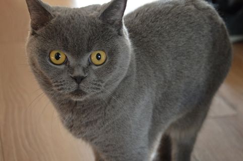 猫，宠物，动物，可爱，小猫，小猫，眼睛，可爱的猫咪