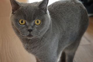 猫，宠物，动物，可爱，小猫，小猫，眼睛，可爱的猫咪