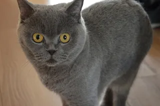 猫，宠物，动物，可爱，小猫，小猫，眼睛，可爱的猫咪