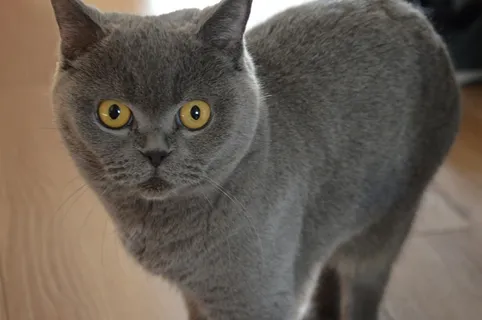 猫,宠物,动物,可爱,小猫,小猫,眼睛,可爱的猫咪 猫,宠物,动物,可爱,小猫,小猫,眼睛,可爱的猫咪