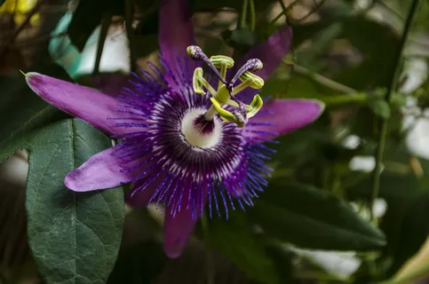 激情花，花，植物，开花，盛开