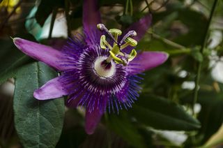 激情花，花，植物，开花，盛开