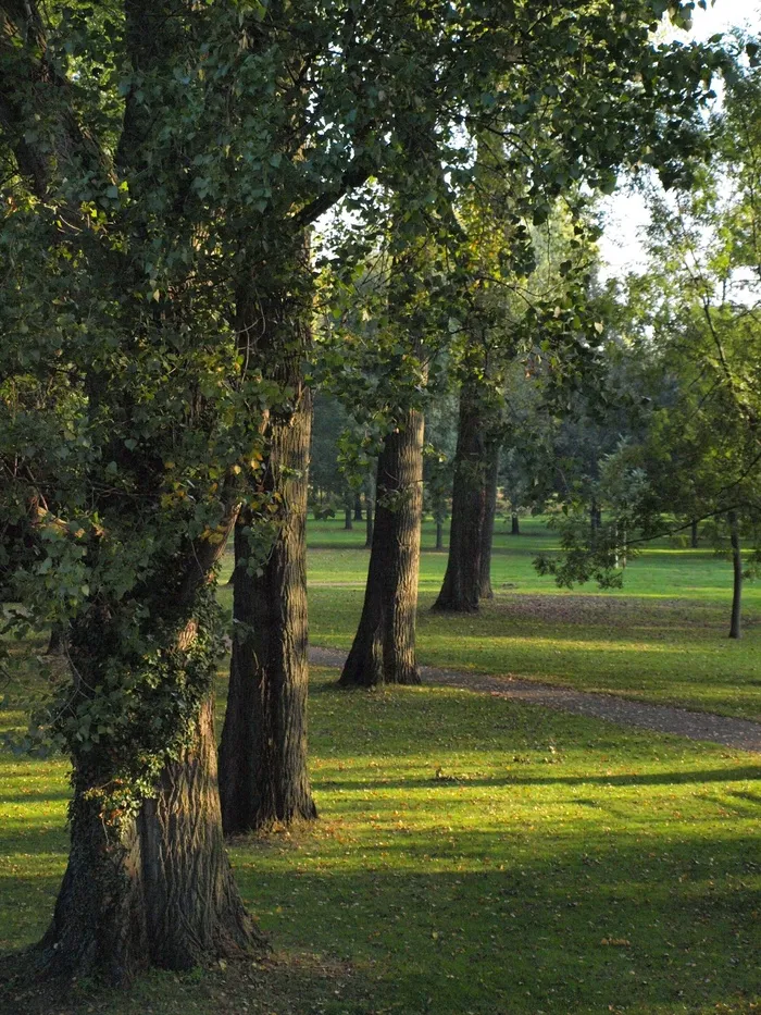 杨树，树木，主要，主要草地，主要银行