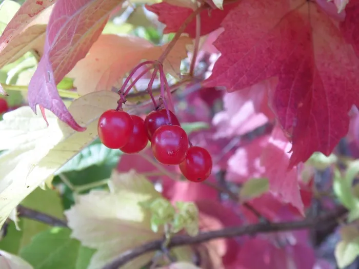荚burn，浆果，植物，红色，叶子，明亮，特写
