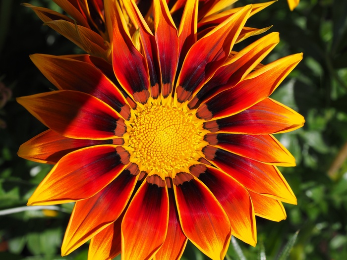 加赞尼，开花，花，黄色，红色，杂色菊