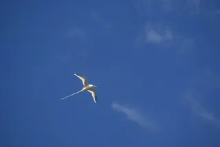 鸟，Paille-En-Queues，地方性，天空，蓝色，自然