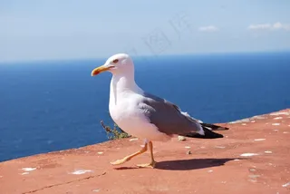 海鸥，海鹰，海，亚特兰大
