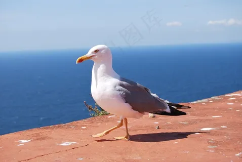 海鸥,海鹰,海,亚特兰大 海鸥,海鹰,海,亚特兰大