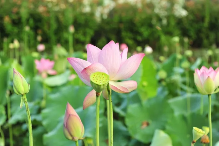 莲花，鲜花，粉红色的莲花，花，绿叶，植物