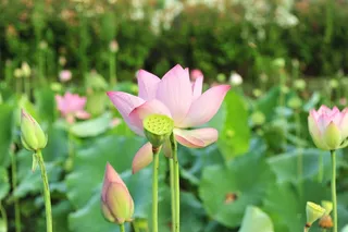 莲花，鲜花，粉红色的莲花，花，绿叶，植物