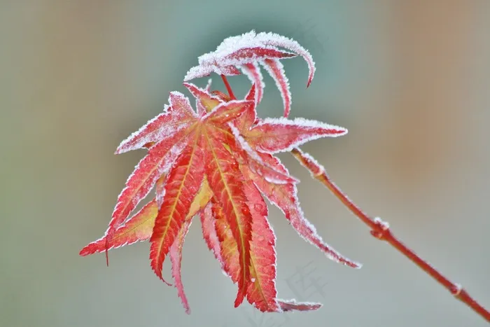 枫，枫叶，叶子，秋天，多彩，秋天的颜色
