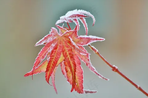 枫，枫叶，叶子，秋天，多彩，秋天的颜色