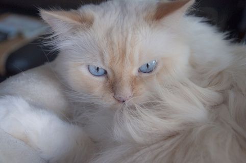 猫，蓝眼睛，德国长毛指针，宠物