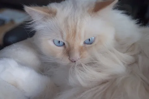 猫，蓝眼睛，德国长毛指针，宠物