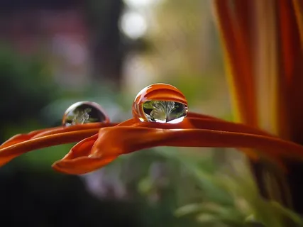 花，水滴，性质，植物，湿，水，露水