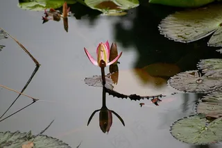 睡莲，百合，水，花，反射，粉红色