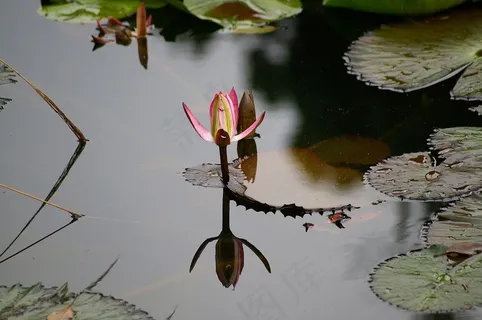 睡莲,百合,水,花,反射,粉红色 睡莲,百合,水,花,反射,粉红色