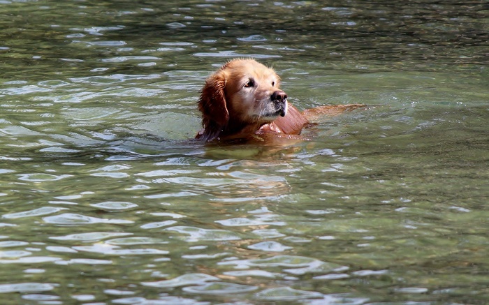 金毛寻回犬，动物，狗，水，游泳，乐趣，湖泊