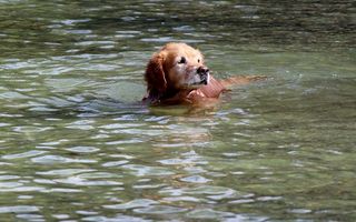 金毛寻回犬，动物，狗，水，游泳，乐趣，湖泊