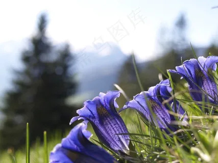 龙胆草,蓝色,高山,花,高山花卉,植物群 龙胆草,蓝色,高山,花,高山花卉,植物群