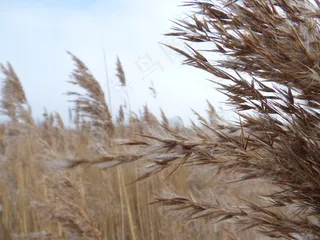 芦苇，自然，宏观